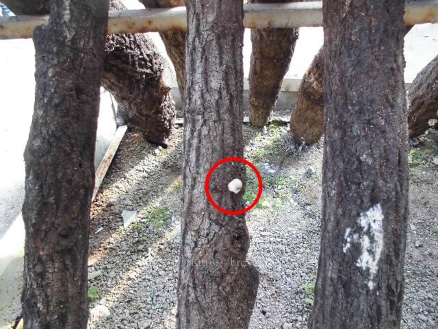 原木から少し出てきたしいたけ